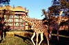 Disneys Animal Kingdom Lodge Resort, Lake Buena Vista, Florida