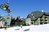 Aspens on Blackcomb, Whistler, British Columbia